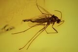 Two Fossil Flies (Diptera) In Baltic Amber #90794-1